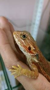 Bearded Dragon 