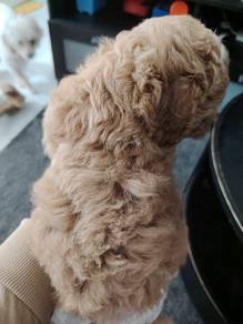 toy poodle