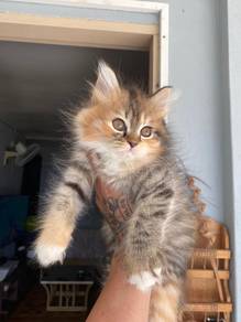 Kitten DLH 2+ months old