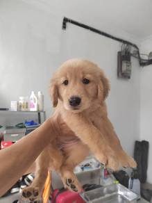 Golden retriever male only