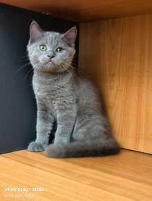 Bsh female