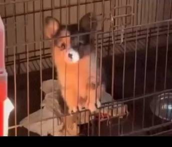 Corgi 