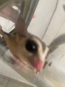 SUGAR GLIDER WHITE FACE | MALE | 1year 1month