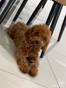 Toy Poodle puppy for rehomed