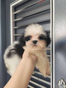 Shih Tzu black and white