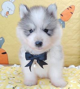 Husky