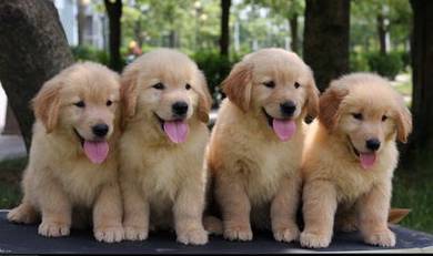JKL4000 Golden Retriever sunshine puppy dogs