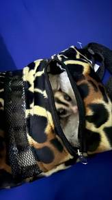 sugar glider