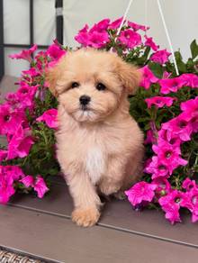 Maltipoo puppies e