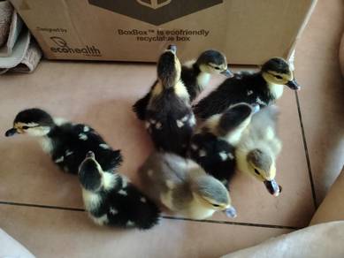 Anak Patu Lavender Muscovy dicklings