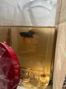Betta Halfmoon