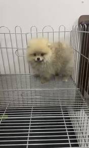 Pure Breed Light Brown Pomeranian (M) 褐色博美 特价出