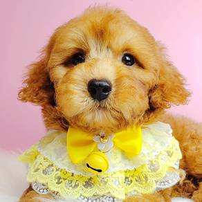TOY Poodle