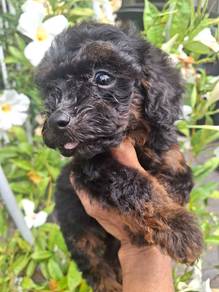 Maltipoo 