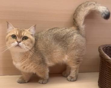 Munchkin Golden