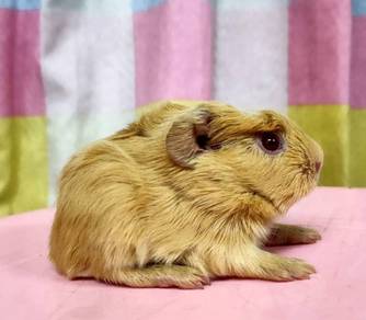 Guinea pig baby