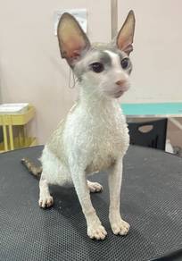 Cornish Rex