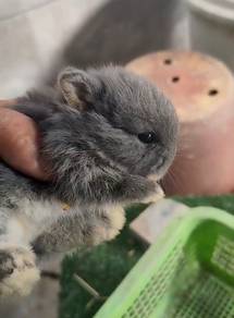 Netherlands Dwarf