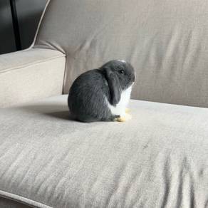 Holland lop bunny rabbit arnab