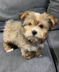 Jumpy Silkese Maltese Yokie Silkese Baby Puppy