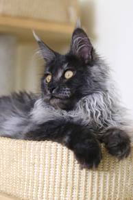 Smoke Maine Coon Female Kitten