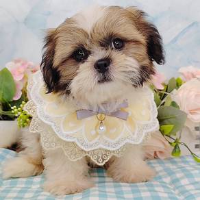 Shih Tzu
