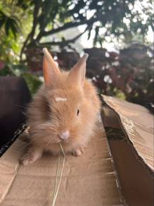 Arnab Baka NDmix&NDmix+lionhead