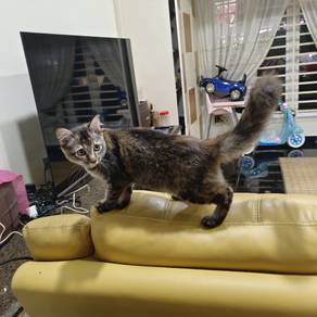 Domestic long hair cat 