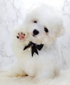 Maltipoo