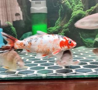 Ikan koi kap carp 