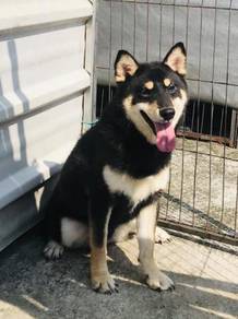 Shiba inu black tan male for stud