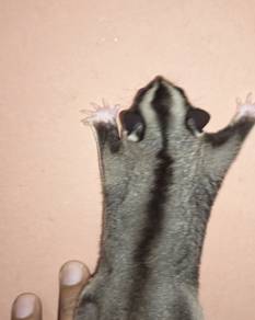 sugar glider 