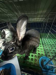 Rabbit 