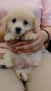Maltipoo
