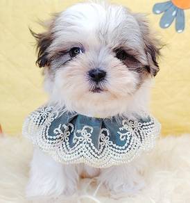 Shih Tzu