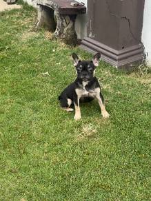 Female Frenchier puppy
