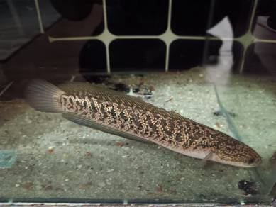Asiatica Kalimaya