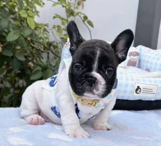 FRENCH BULLDOG PUPPIES 🌻S133 Charming Boy