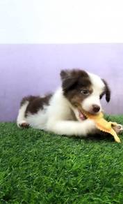 Border collie tri color male