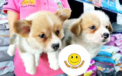 HT_BG8812 Welsh Corgi little puppies dogs