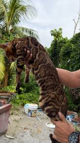 Bengal Cat Rosetted