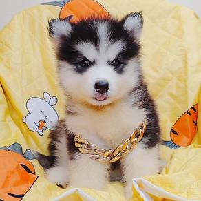 Husky