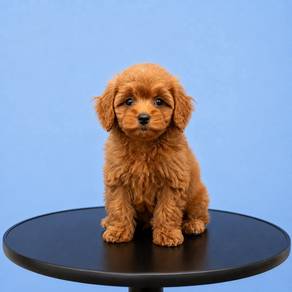 Poodle Brown