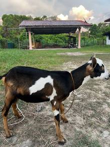 kambing jantan