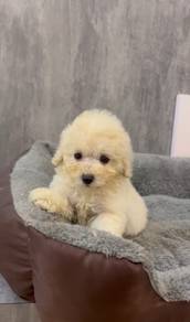 Poodle tiny good quality