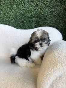J1633 Tail-wagger Shih Tzu Cute Round Head Little