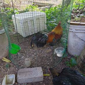 ayam hutan