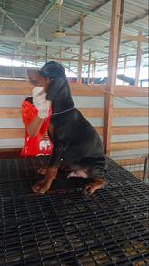 Imported Doberman