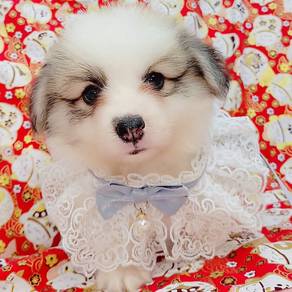 Welsh Corgi