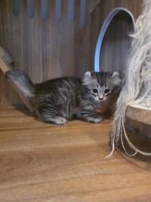 kinkalow munchkin short leg 